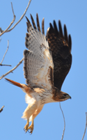redtail on wing